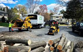 Best Root Management and Removal  in Northampton, MA