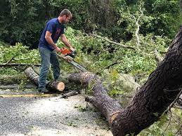 Best Tree Mulching  in Northampton, MA