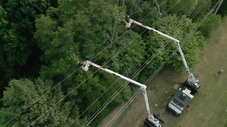 Best Utility Line Clearance  in Northampton, MA