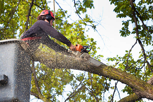 Best Palm Tree Trimming  in Northampton, MA